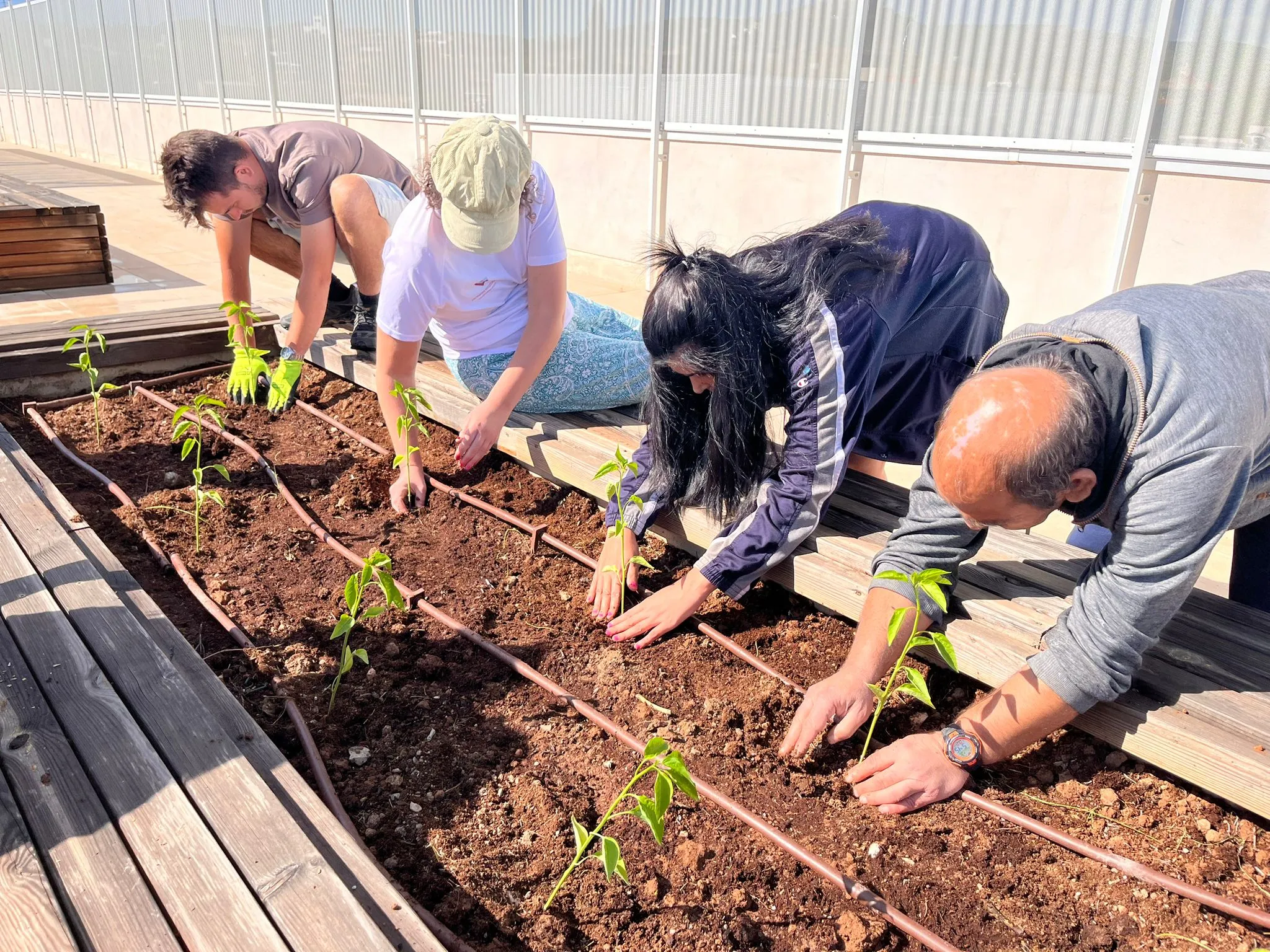 personas con discapacidad plantando en un huerto urbano. Hospitalarias Fundación Purísima Concepción