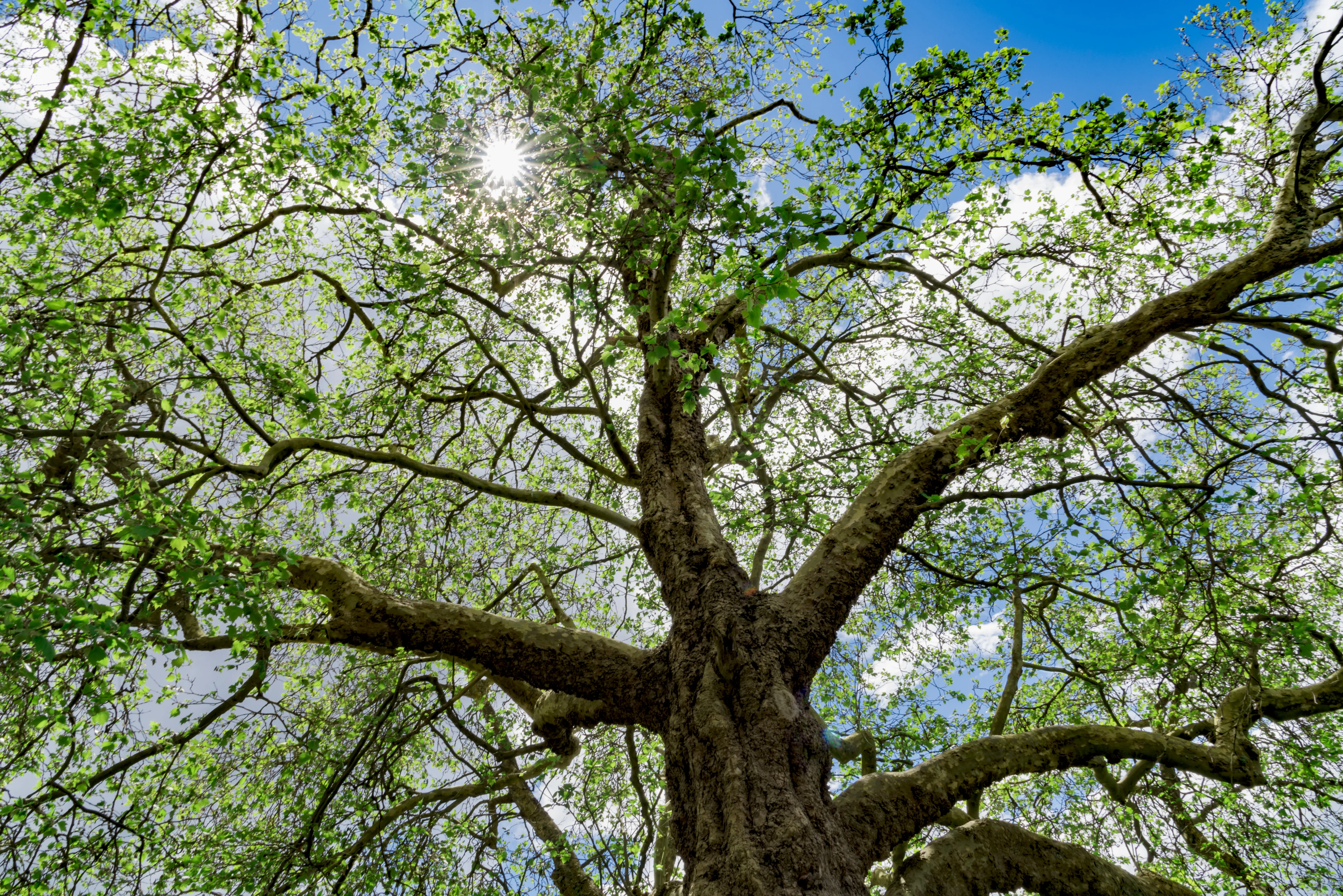 arbol