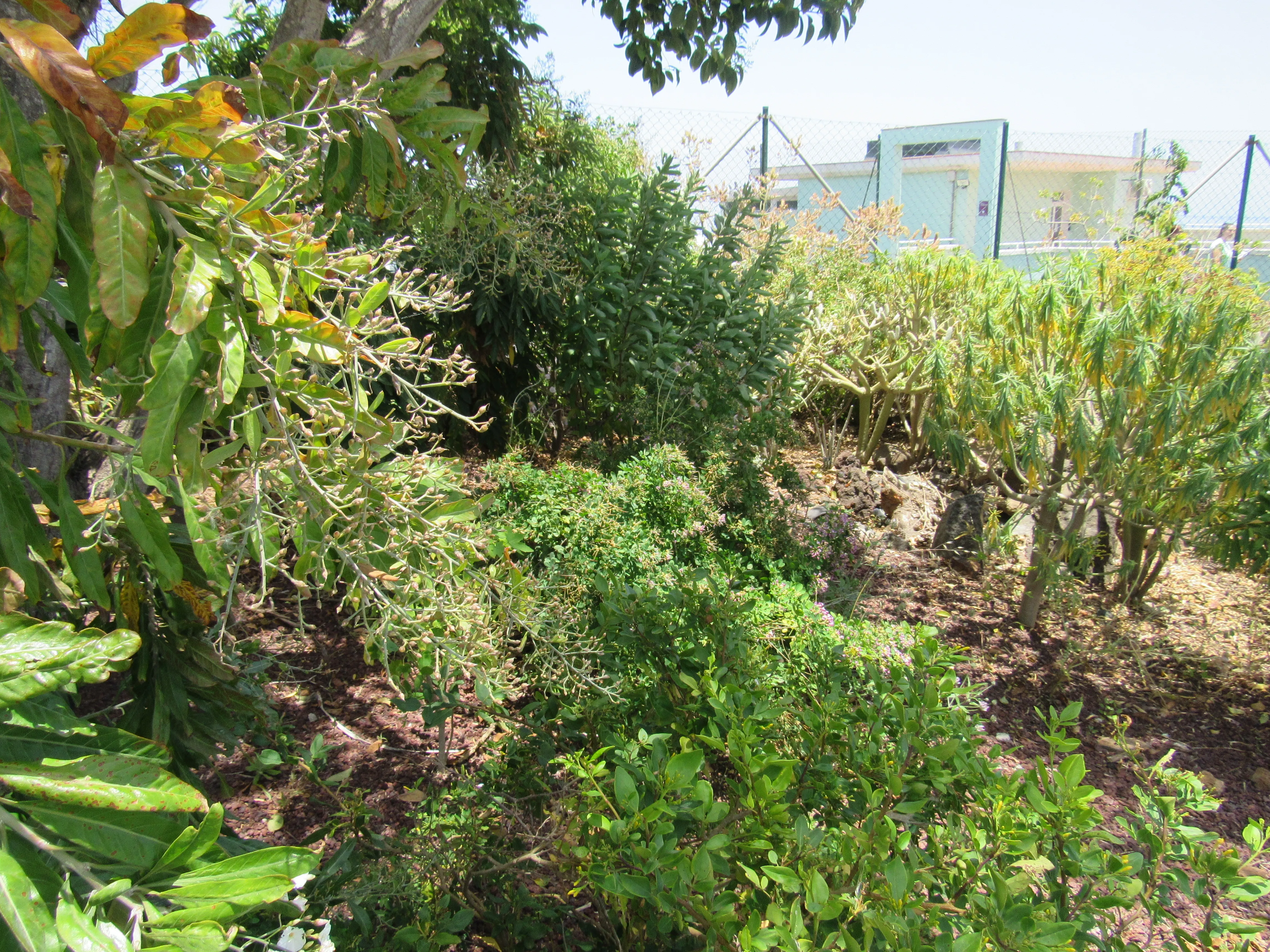 oasis de polinizadores en Fundación Hospitalarias Tenerife
