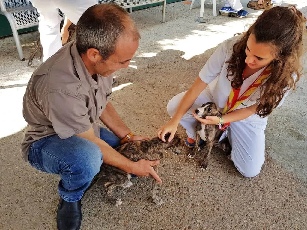 Terapia-con-galgos-1024x768.jpg